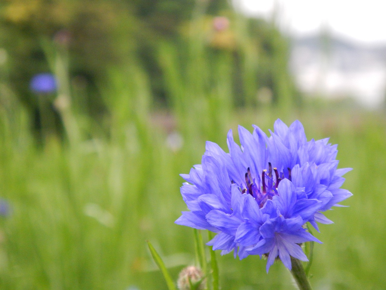 flowers blue nemophila free photo