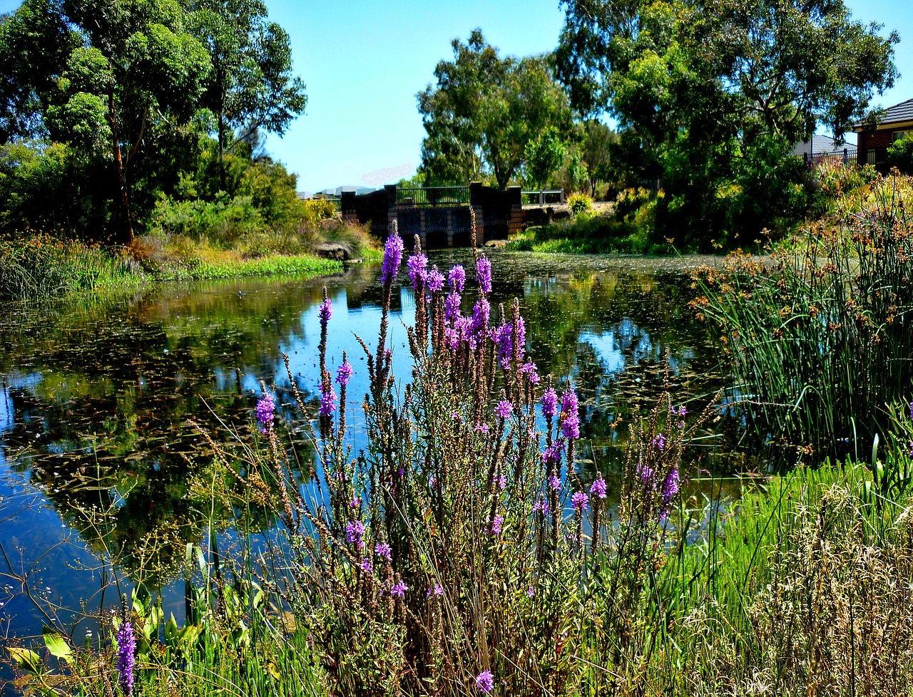 flowers lake nature free photo