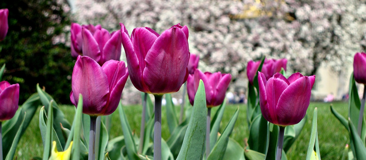 flowers tulips beauty free photo