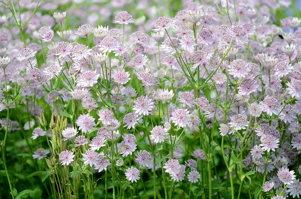 flowers spring pink free photo