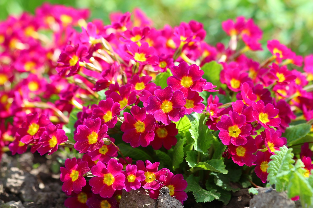 flowers primrose red free photo