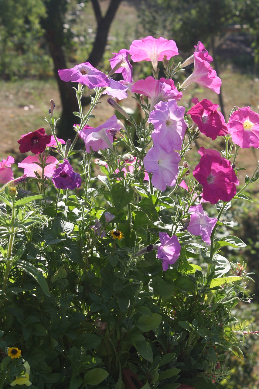 petunia flowers nice free photo