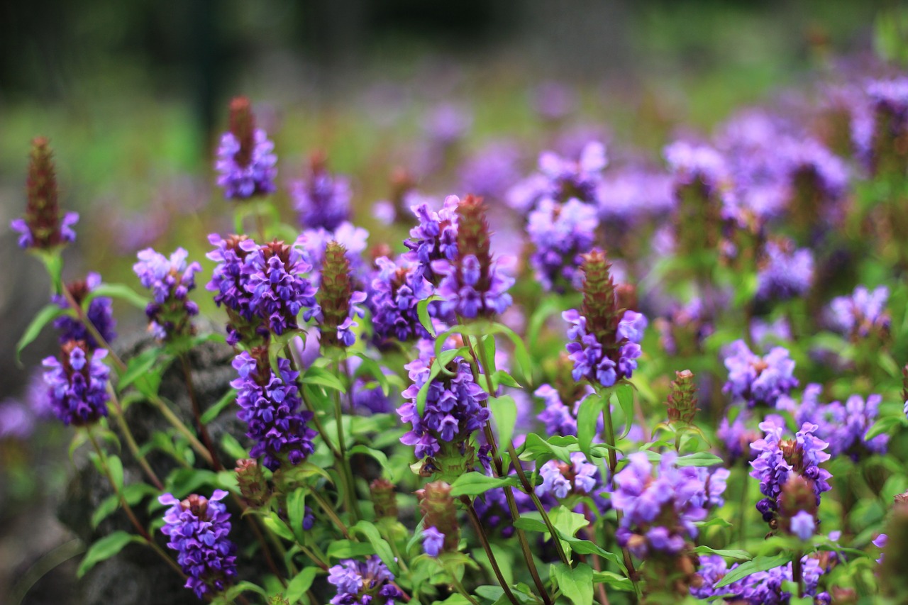 flowers plants hyacinth free photo