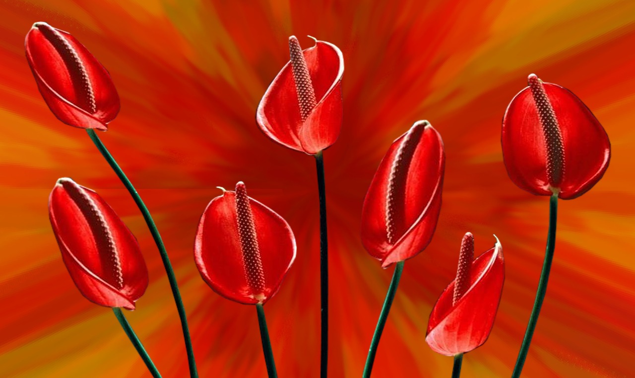 flowers red background free photo