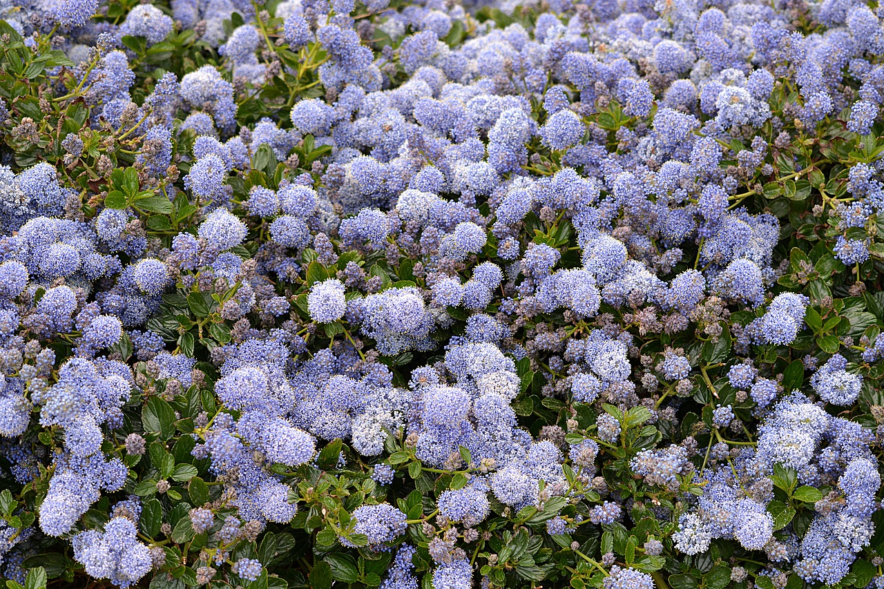 flowers bowls blue free photo