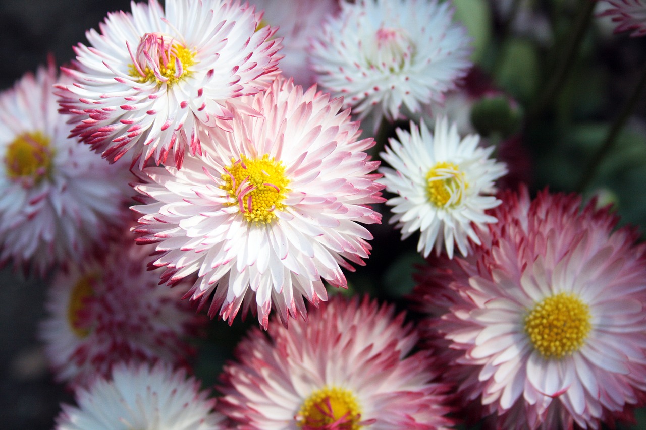 flowers geese flower plant free photo