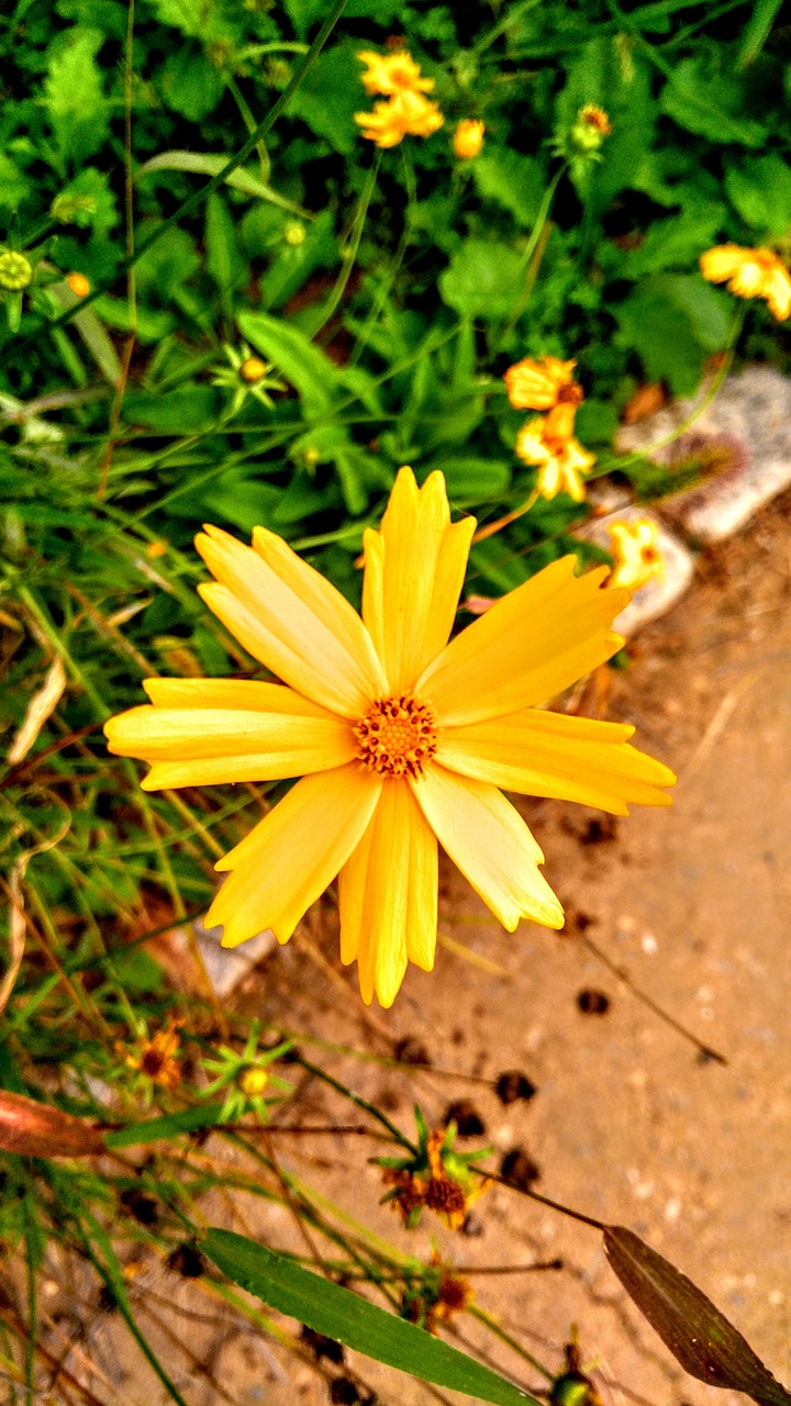 flowers pool yellow free photo