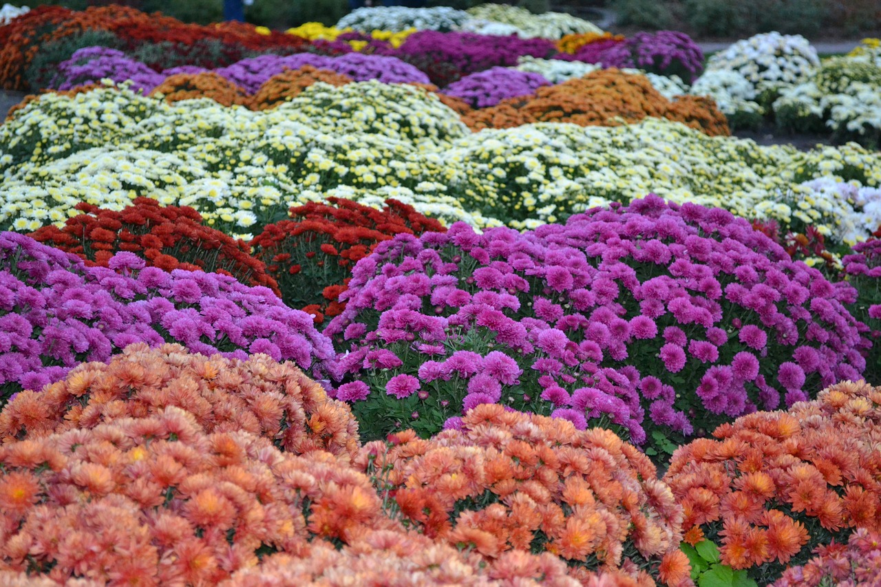 flowers flower glade flower carpet free photo