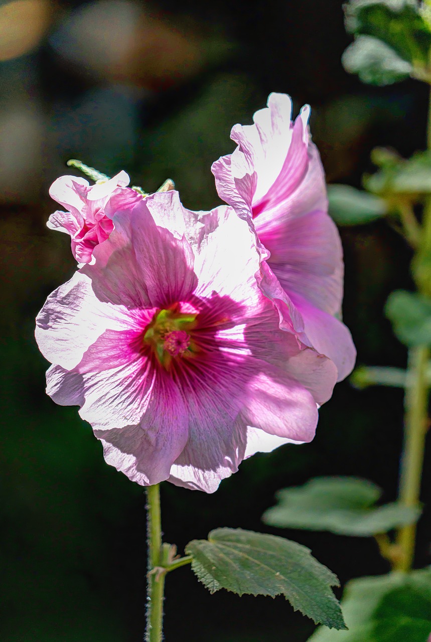 flowers geranium close up free photo