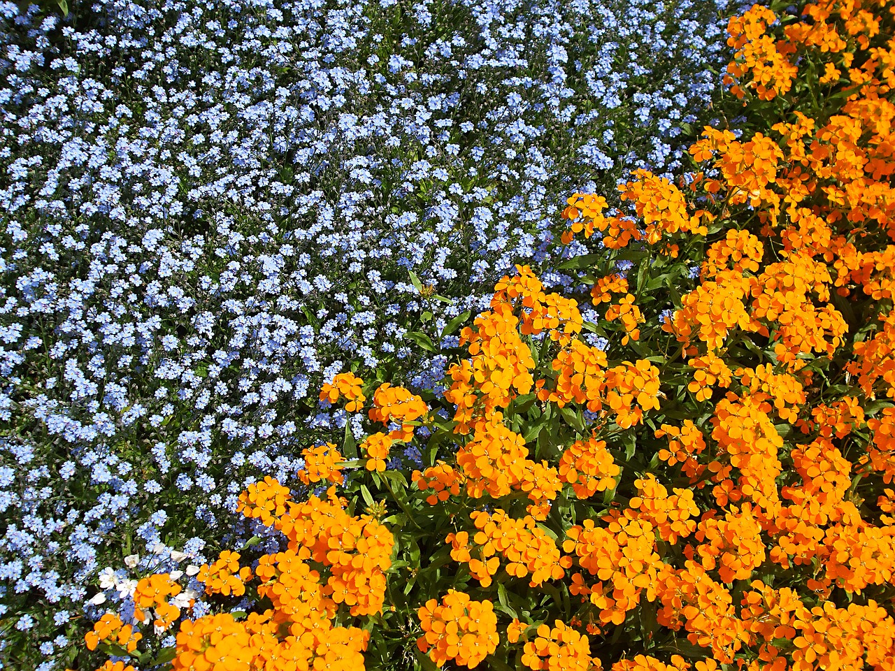 flowers garden orange free photo
