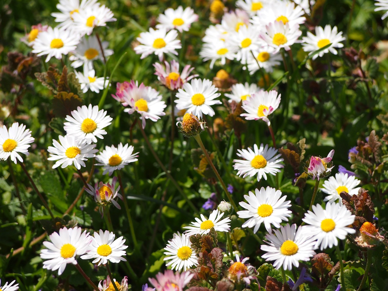 flowers flower meadow thompson free photo