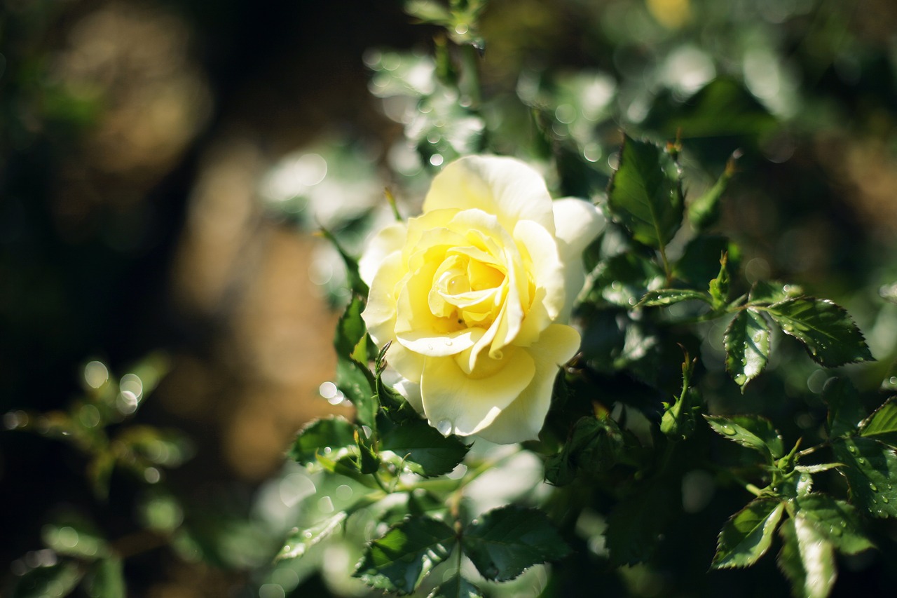 flowers rose yellow rose flower free photo