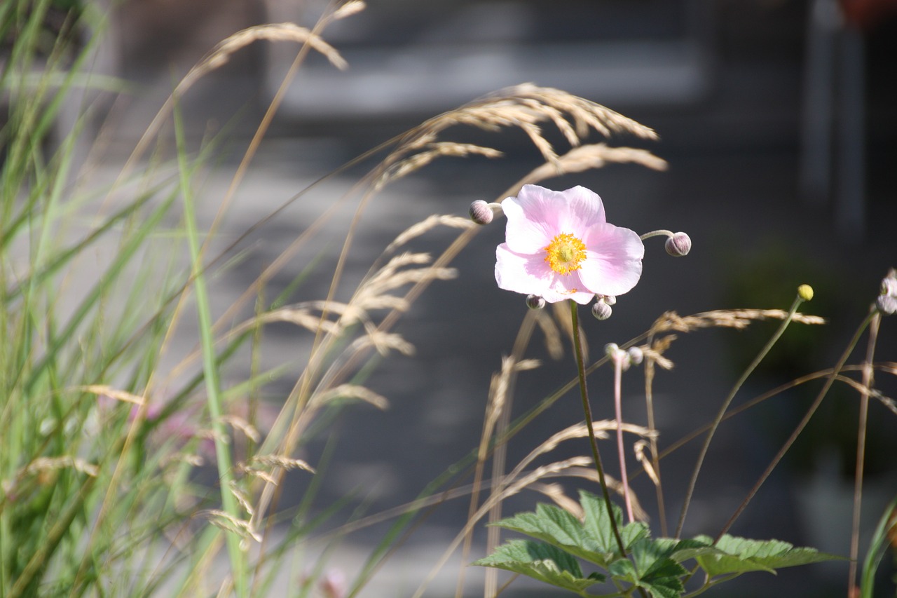 flowers grass bloom free photo