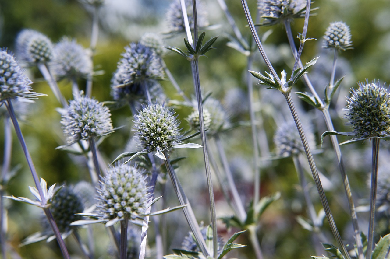 flowers nature plants free photo