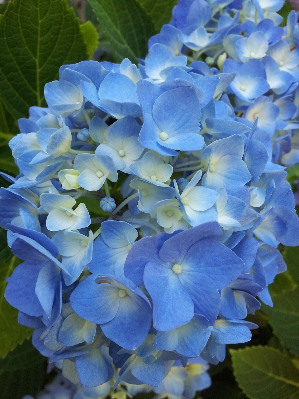 flowers floral hydrangea free photo