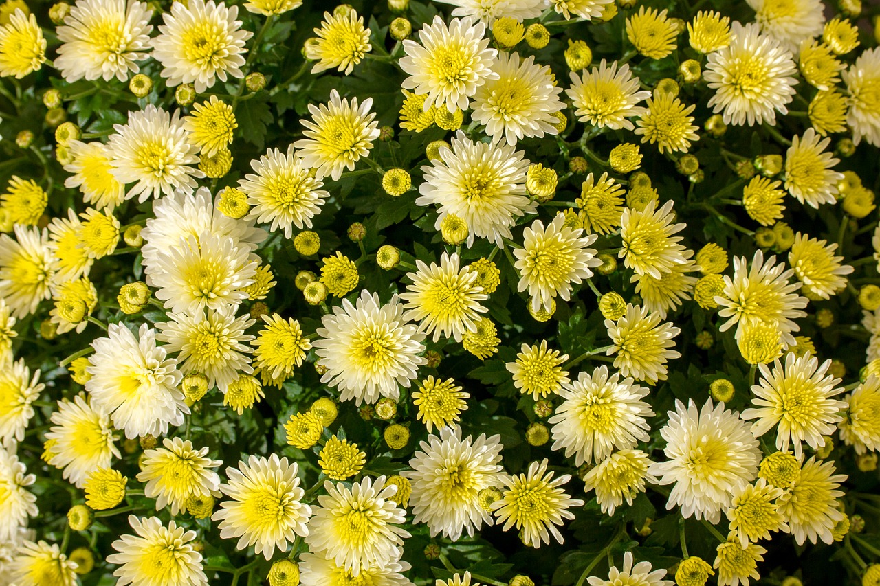 flowers yellow green free photo