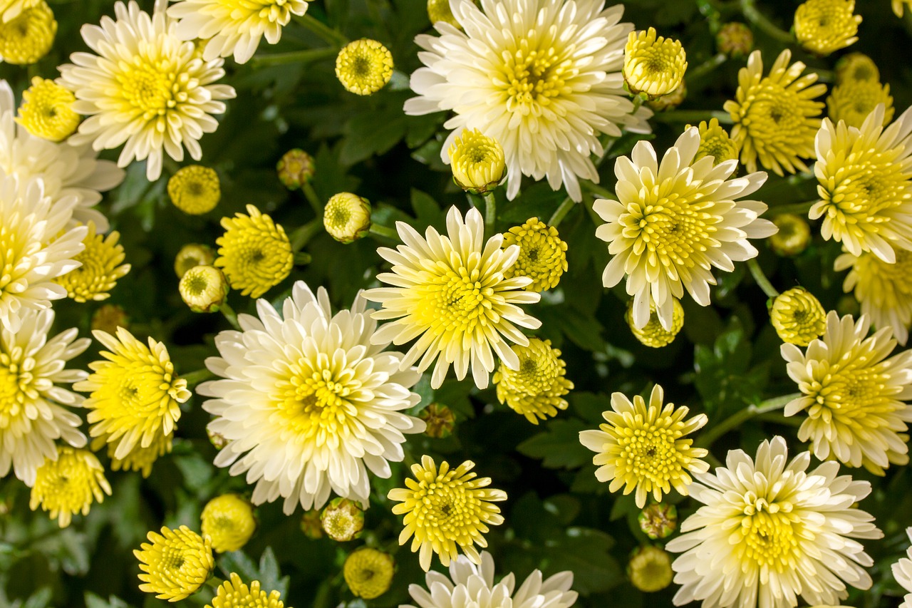 flowers yellow green free photo