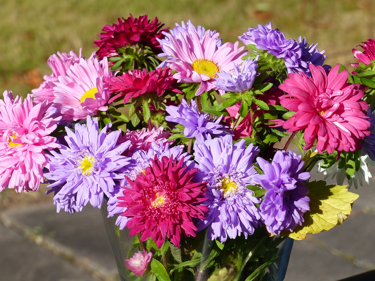 flowers aster colors free photo