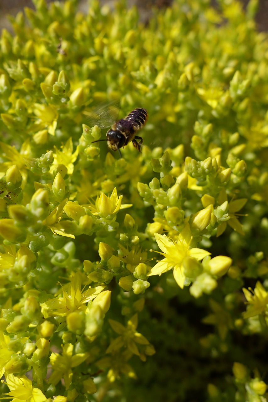 flowers bee nature free photo