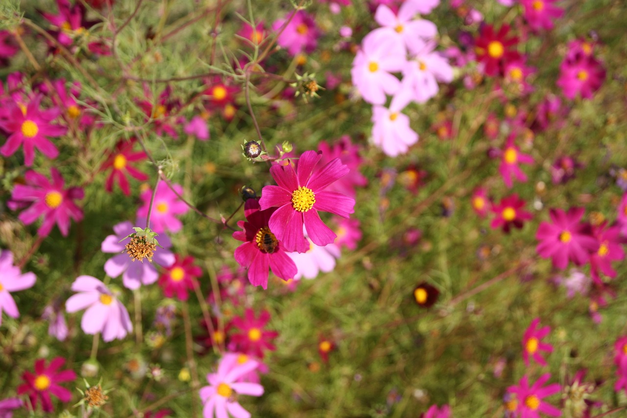 flowers fauna pink free photo