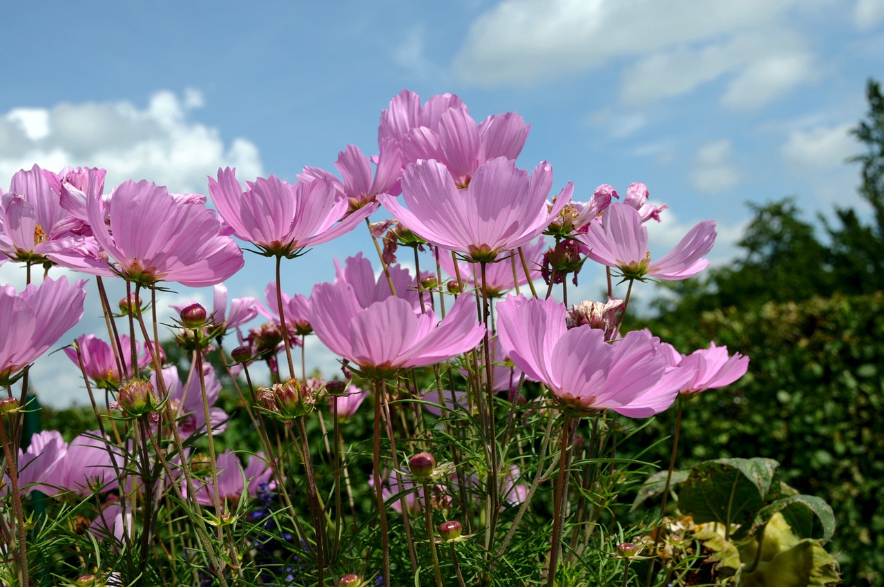 flowers cosmos bipinnatus cosmea free photo