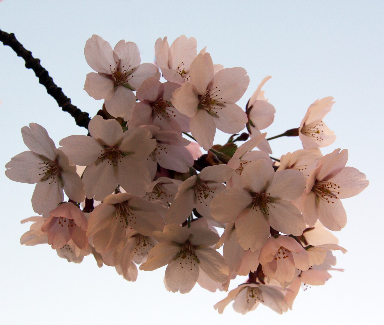 flowers apple spring free photo