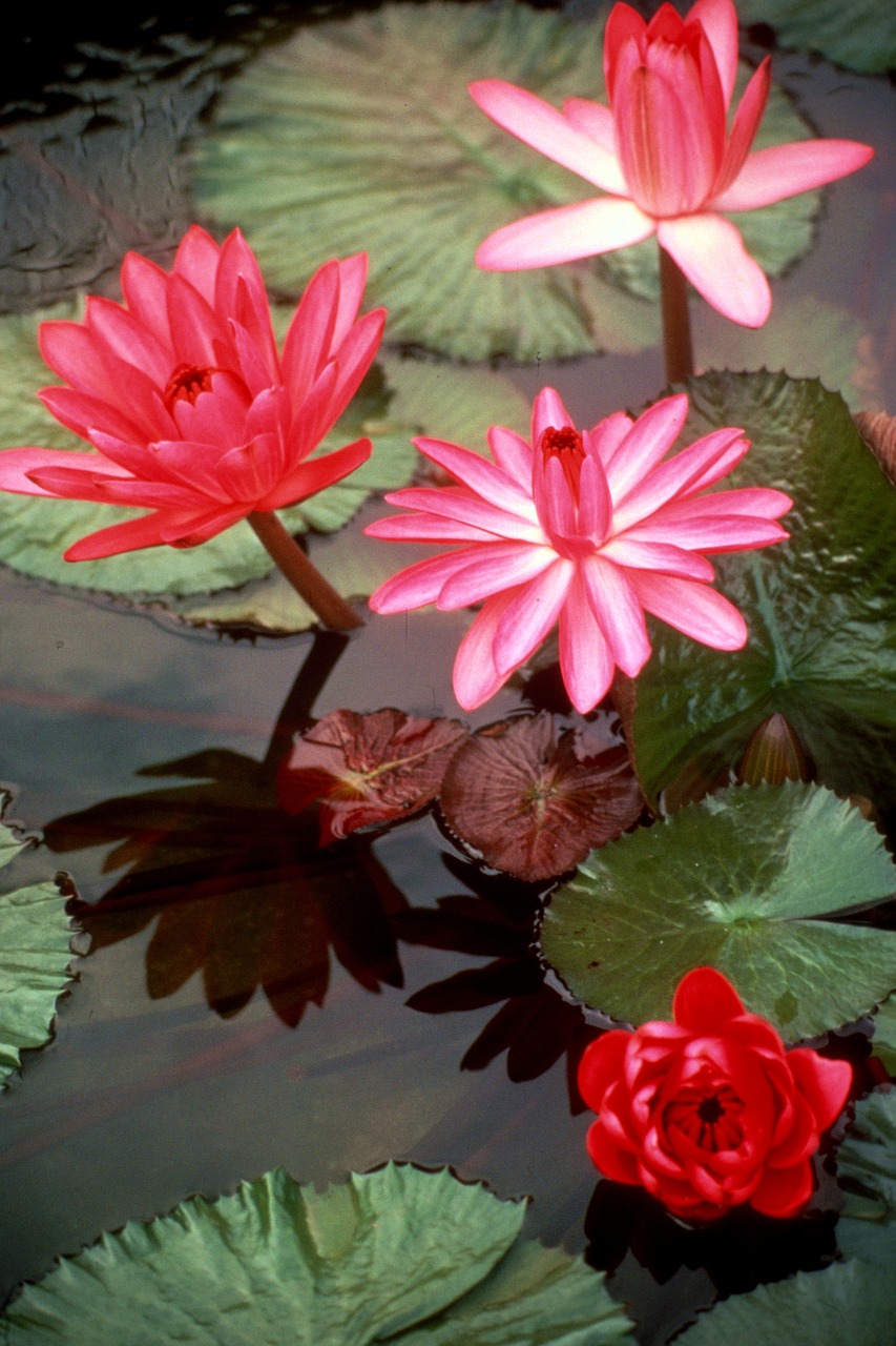 flowers water lilies shadow free photo