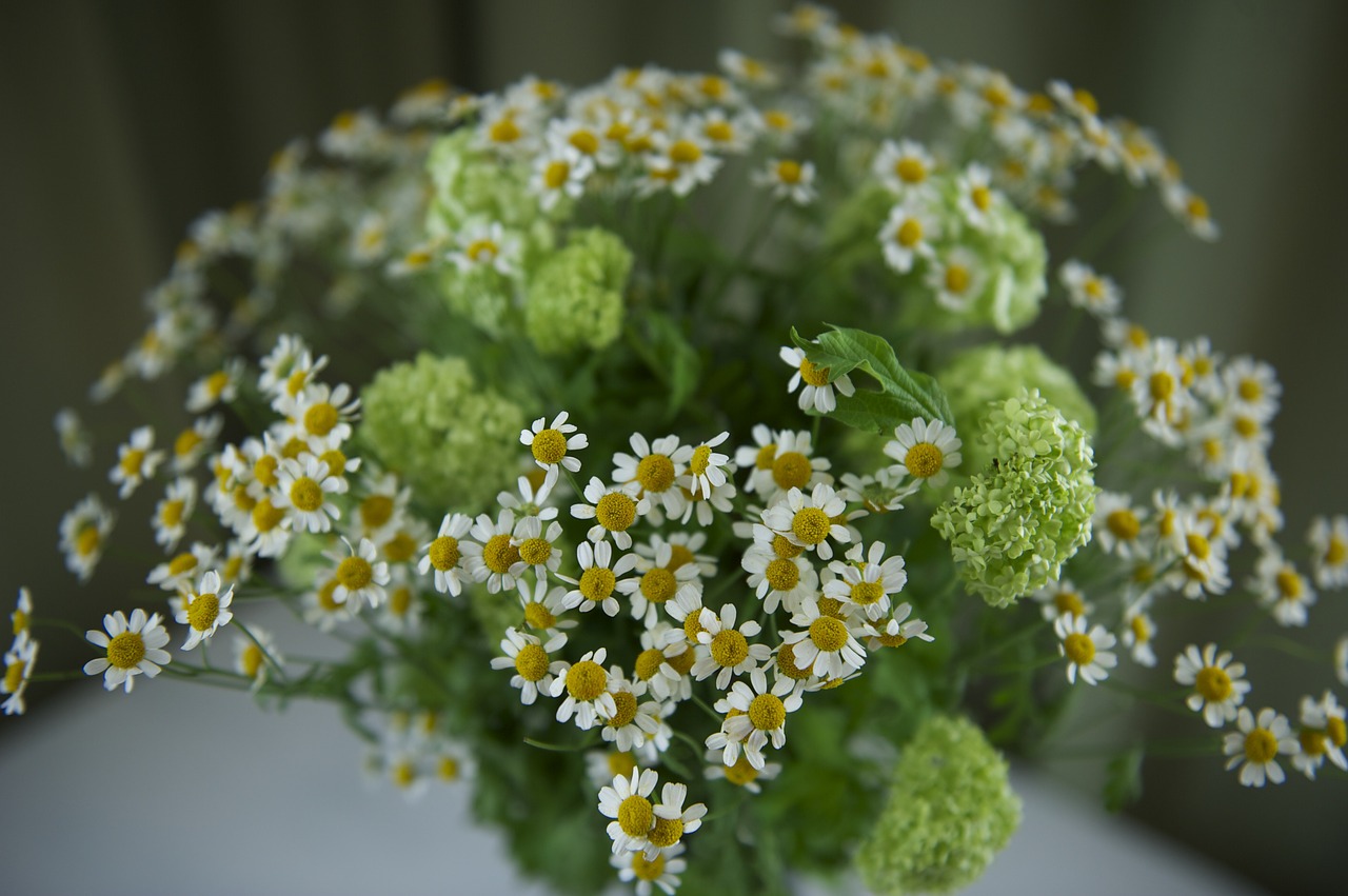 flowers green white free photo