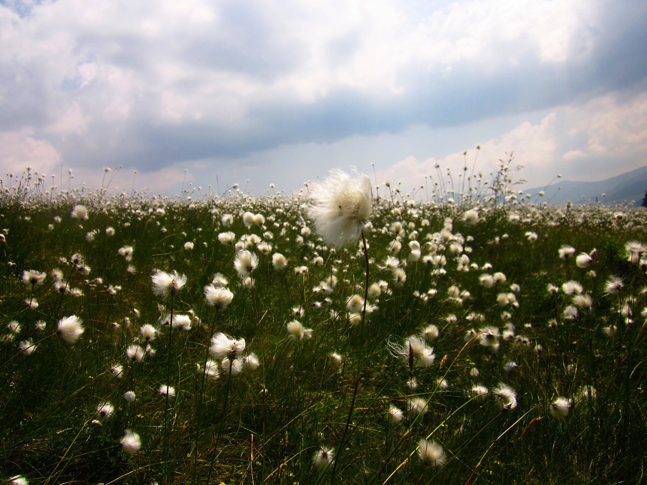 romania grass flowers free photo