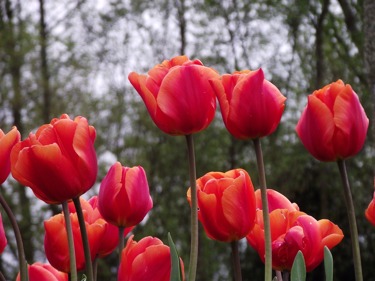 flowers tulips red free photo