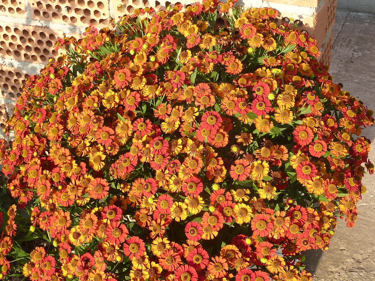 flowers zinnias orange free photo