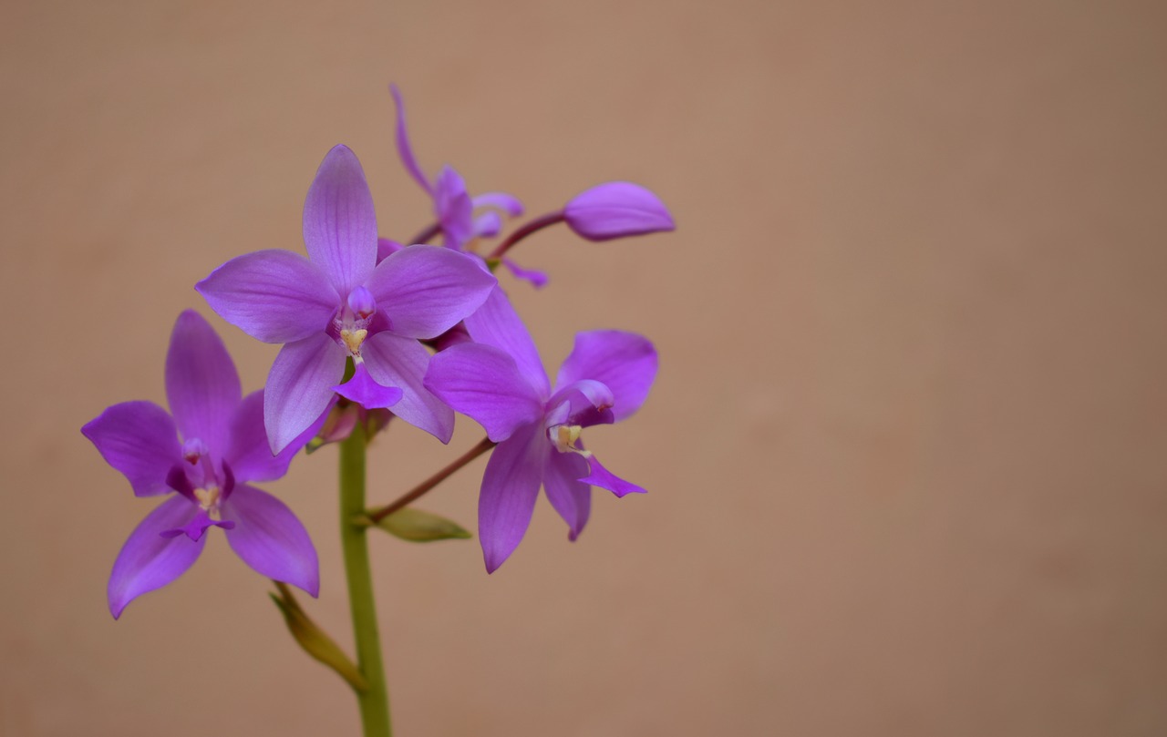 flowers orchid plants free photo