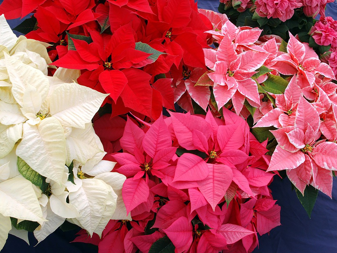 flowers christmas christmas star free photo