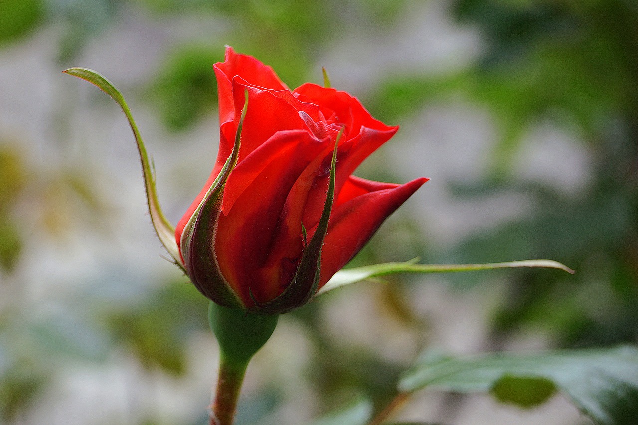 flowers nature red rose free photo