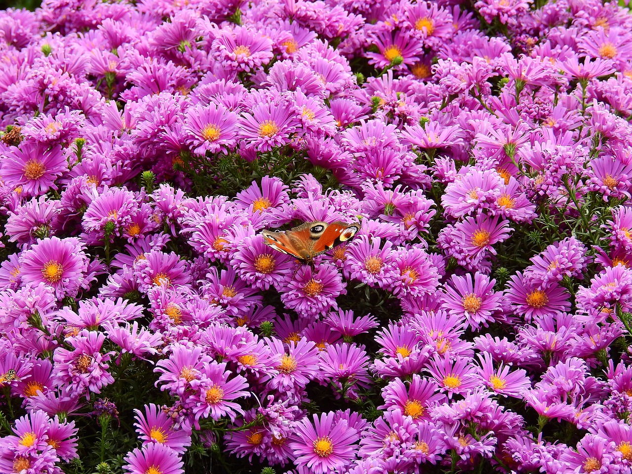 flowers purple nature free photo
