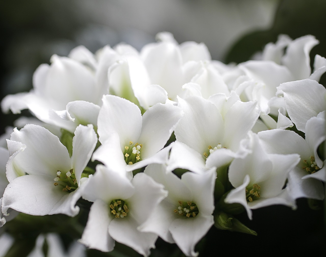 flowers white flower free photo