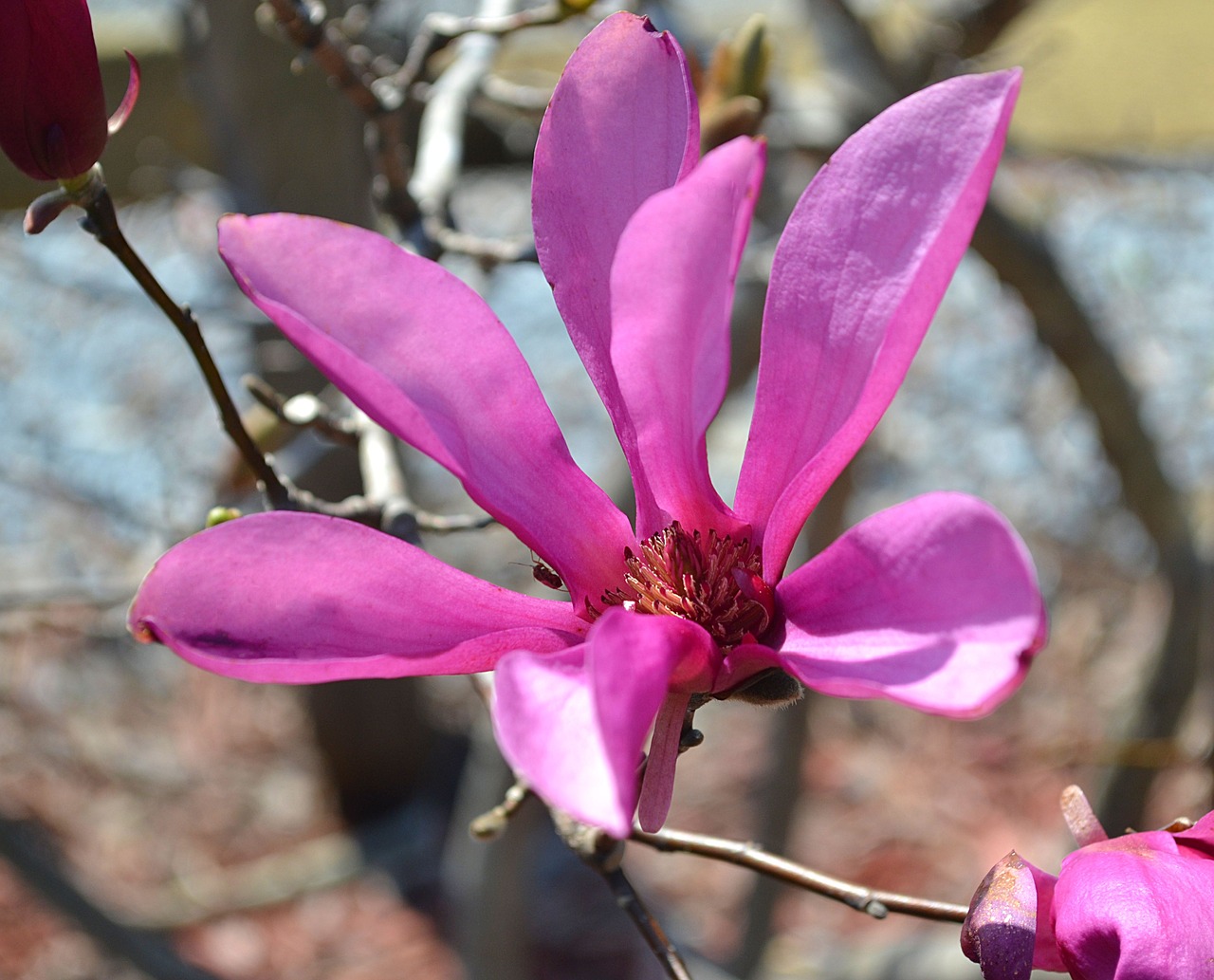 blossom nature flowers free photo