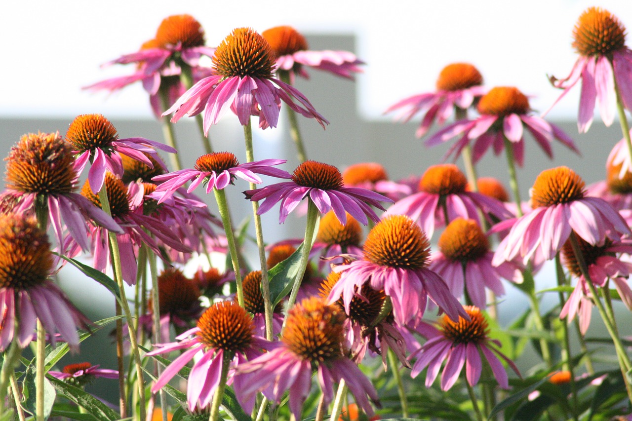 flowers cone flower nature free photo