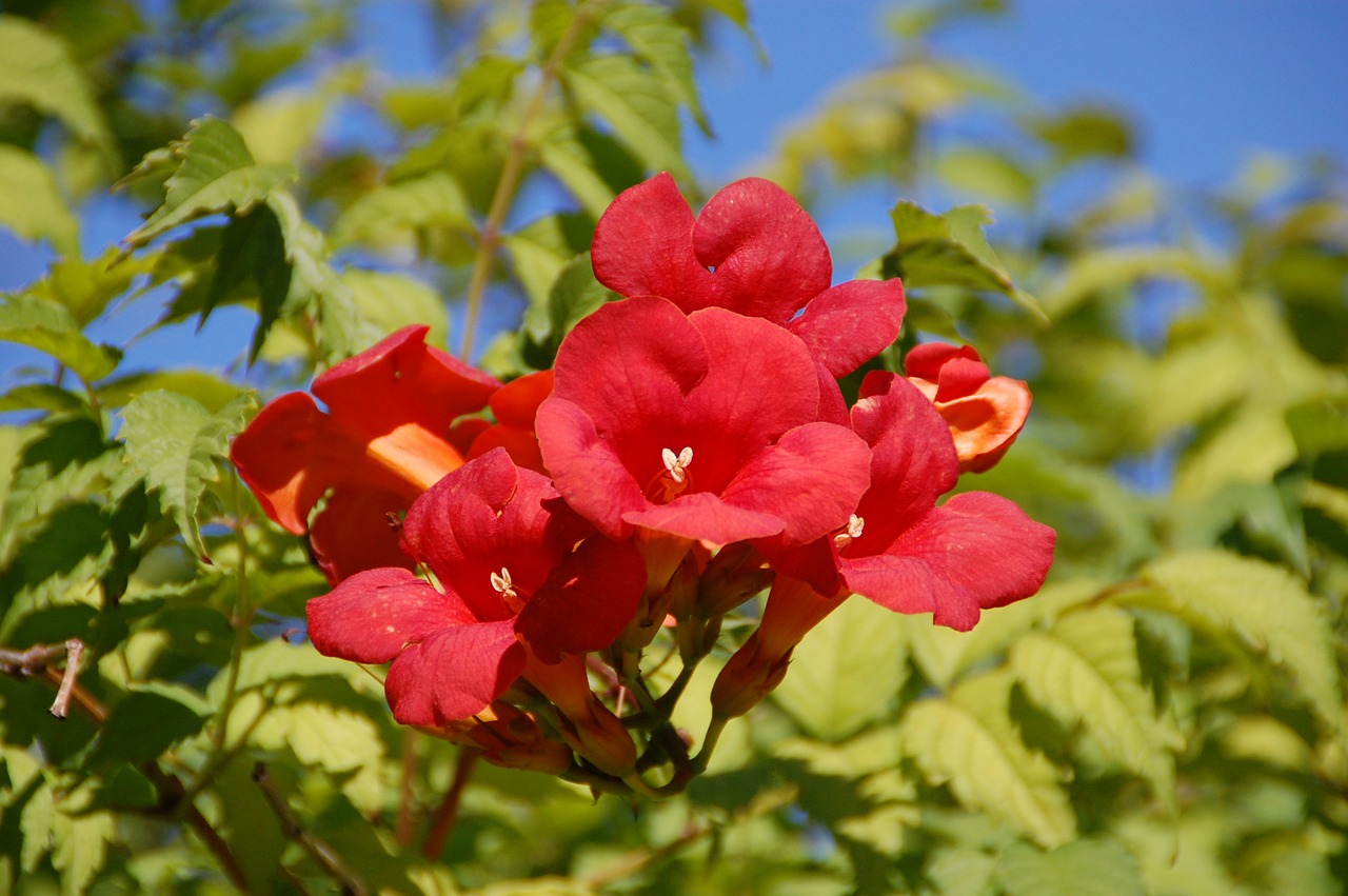 flowers red nature free photo