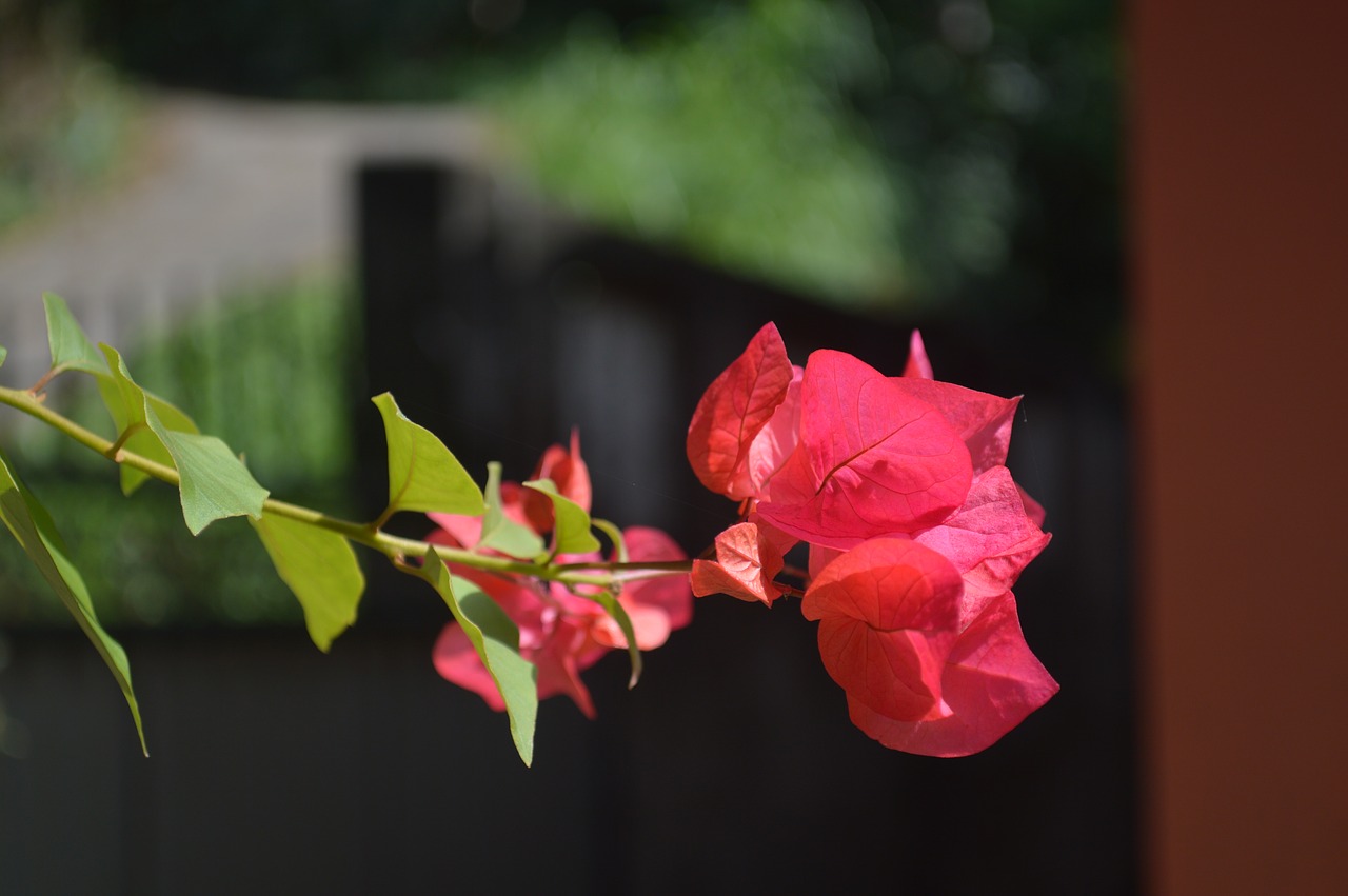 bougainvillea flowers nature free photo