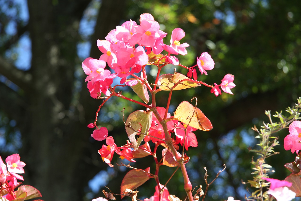 flowers pink flowers blossom free photo