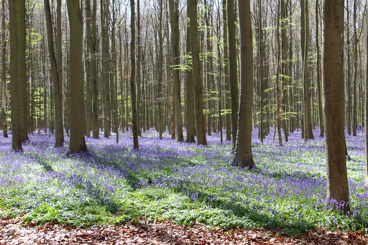 flowers bluebell trees free photo