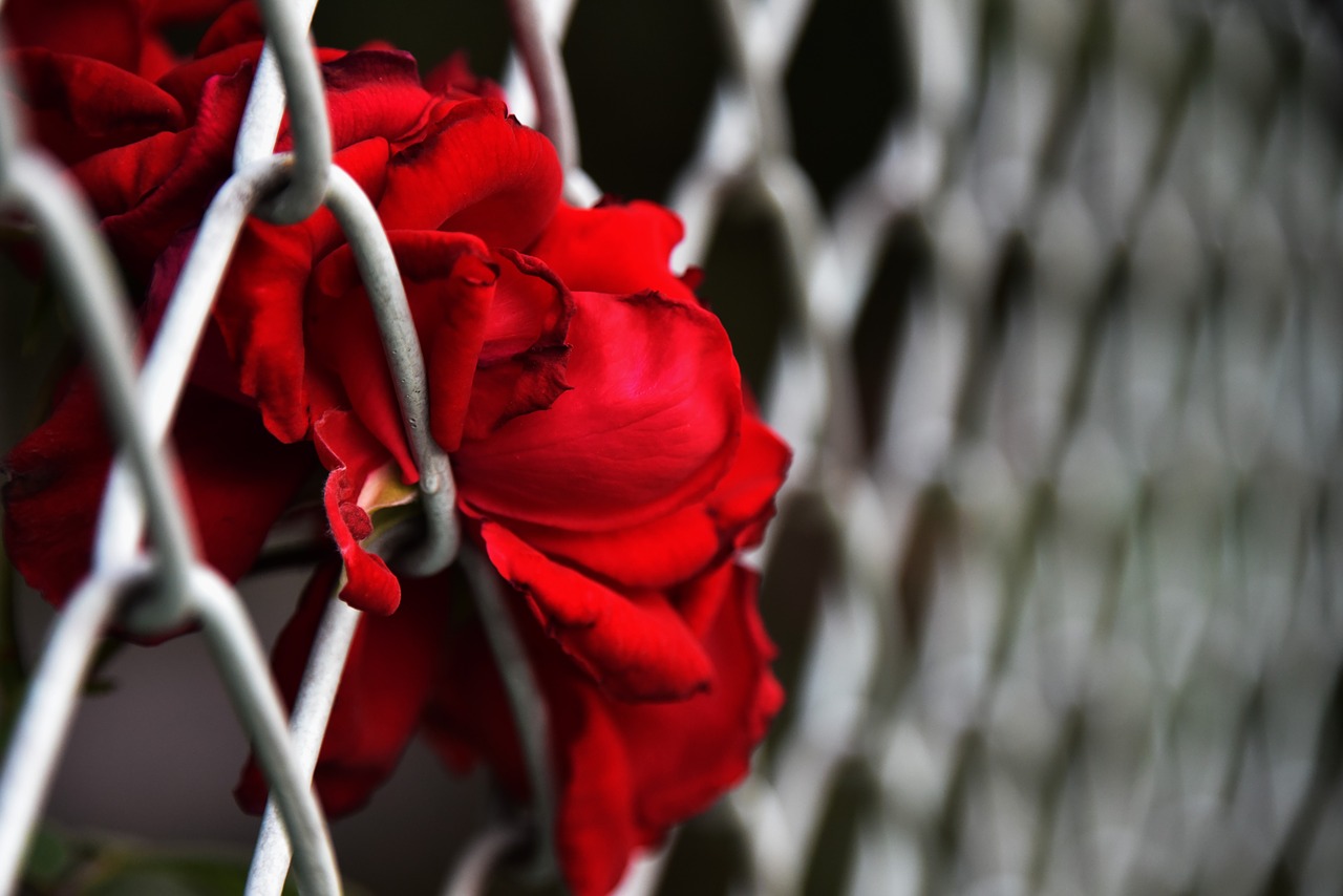flowers fence color separation free photo