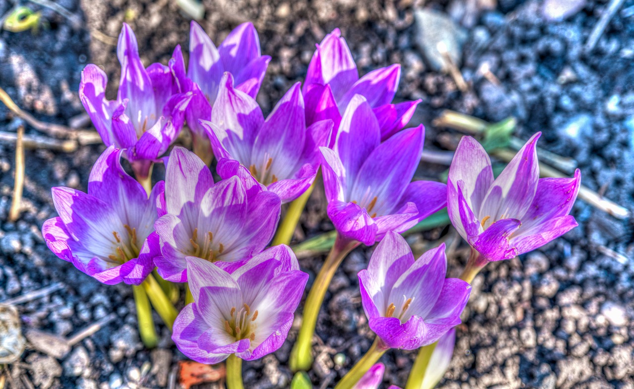 flowers purple columbines free photo