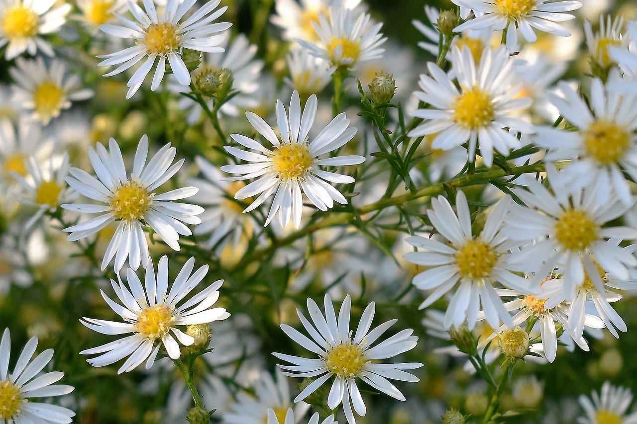 flowers white plant free photo