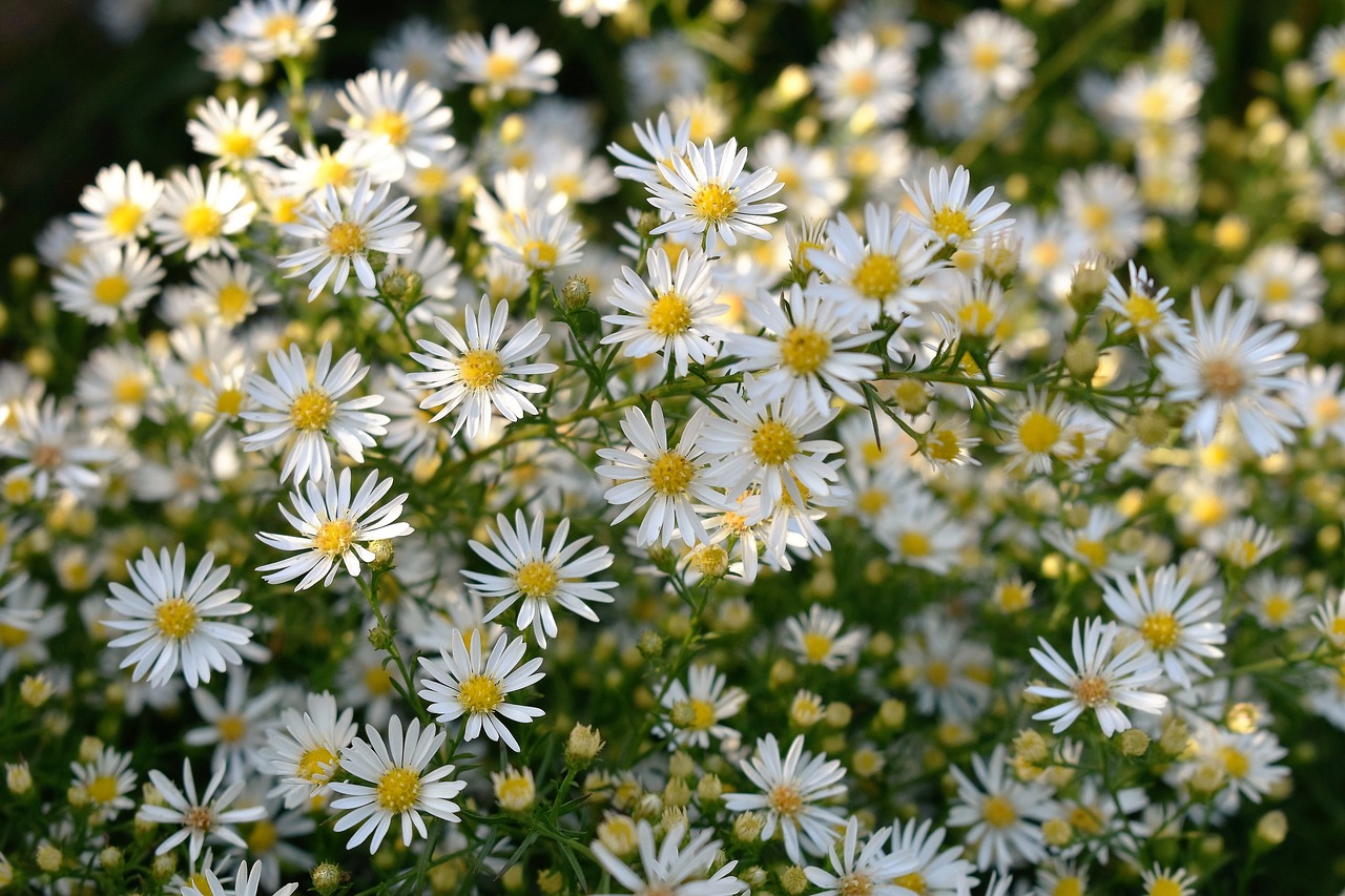 flowers white nature free photo