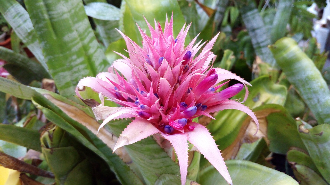 flowers nature cactus free photo