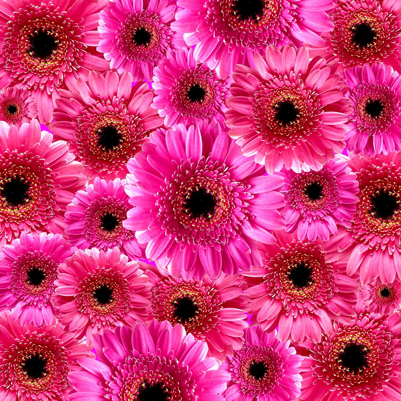 gerbera flowers background free photo