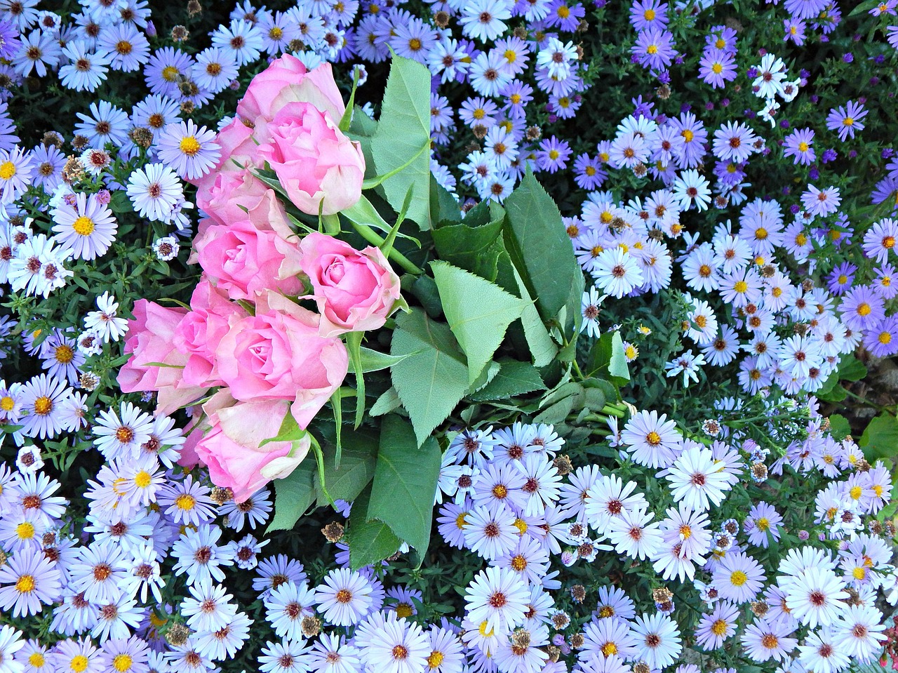 flowers rose flower world free photo