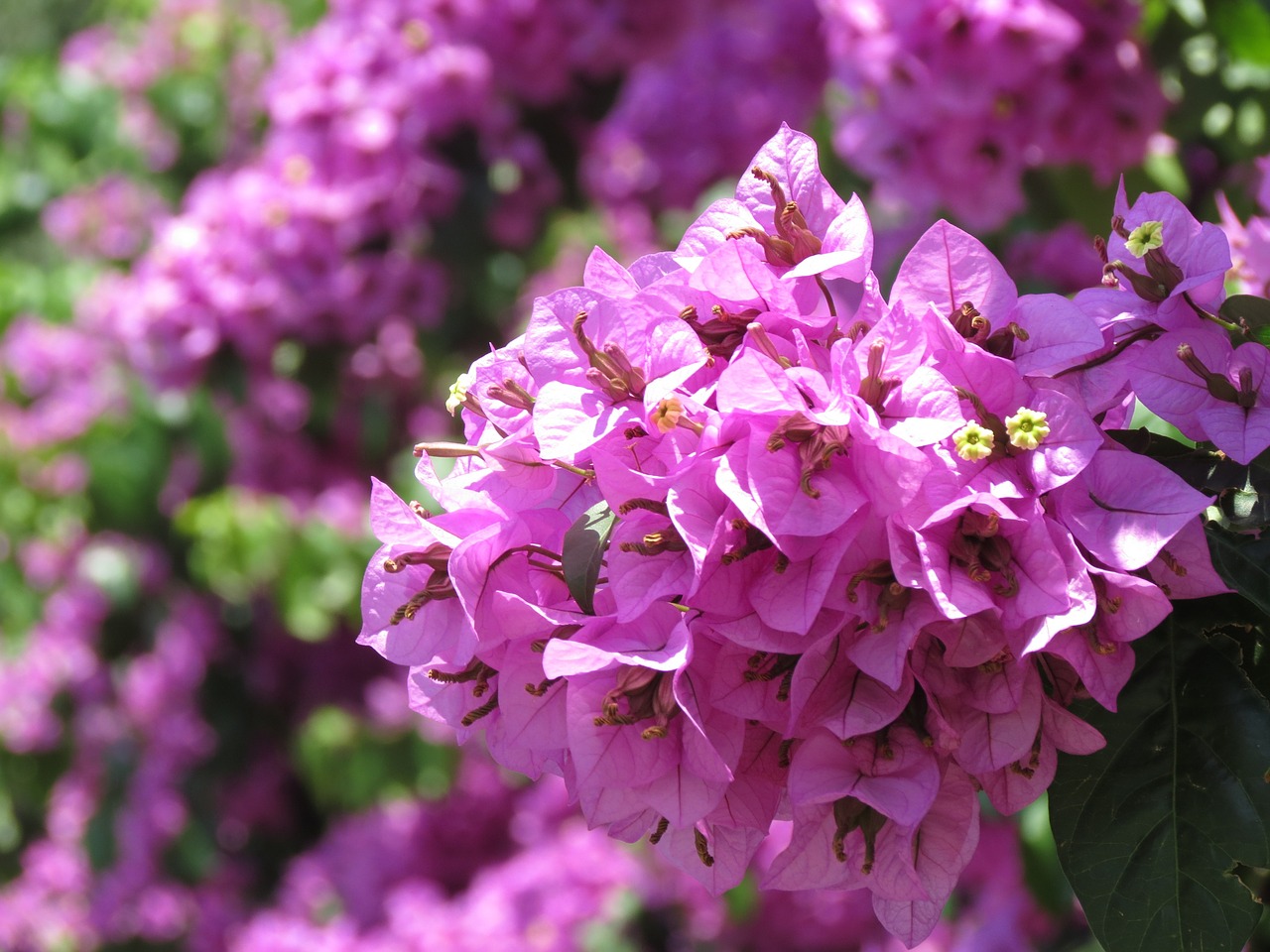 flowers purple shrub's flowers free photo